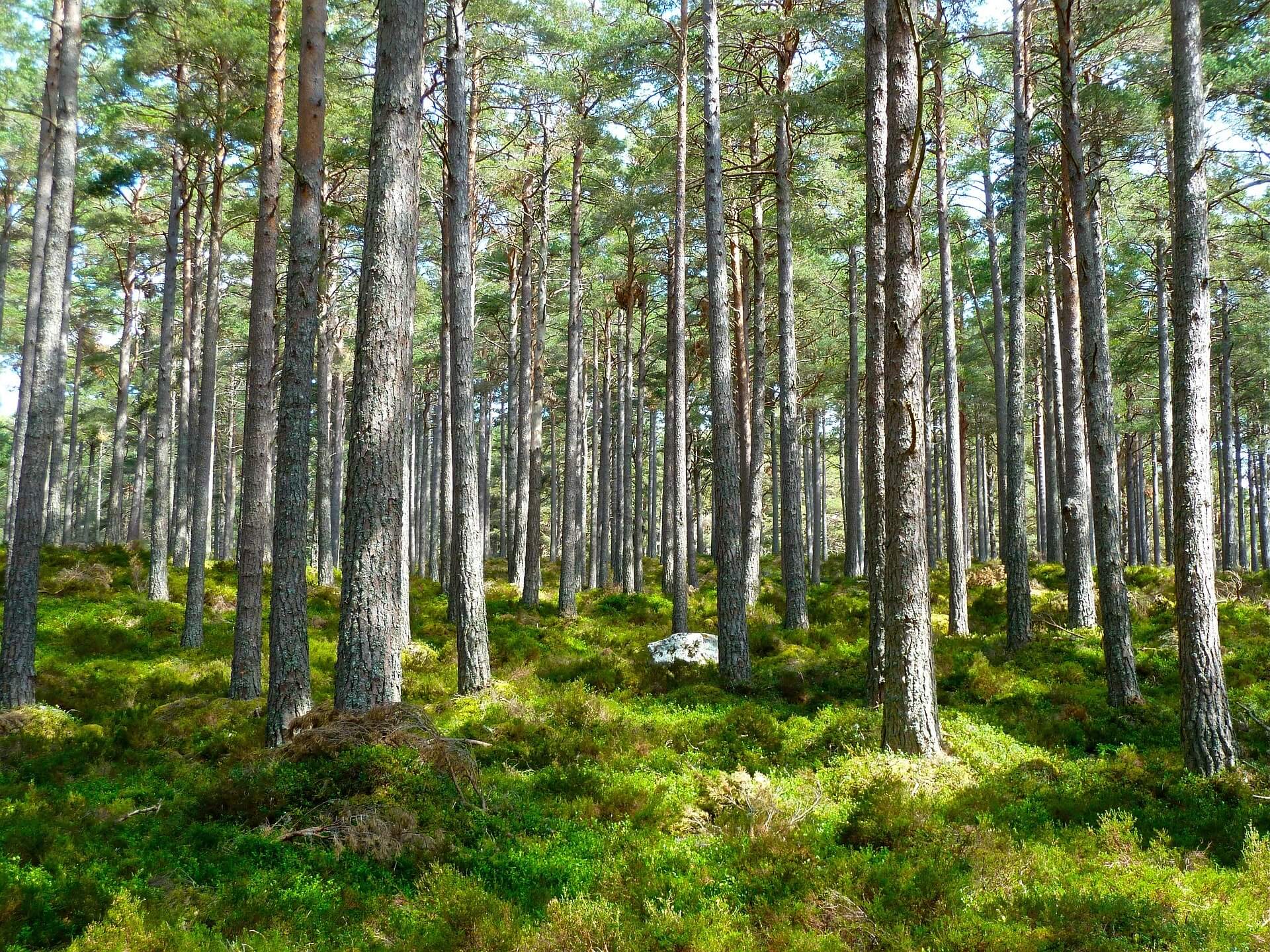 skog